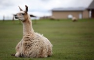 5 foto simpatiche lama