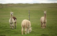 5 foto simpatiche lama