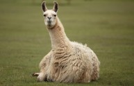 5 foto simpatiche lama