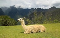 5 foto simpatiche lama