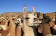 5 foto simpatiche lama