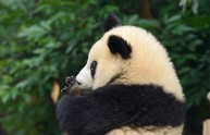 7 foto panda