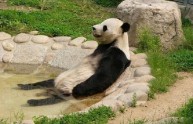 7 foto panda