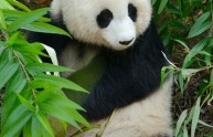 7 foto panda