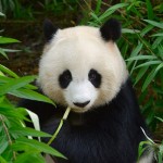 7 foto panda