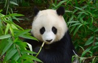 7 foto panda