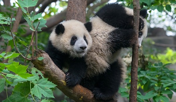 7 foto panda