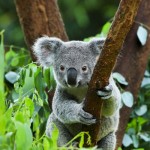 9 curiosità koala