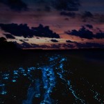 Derwent bioluminescente grazie Noctiluca