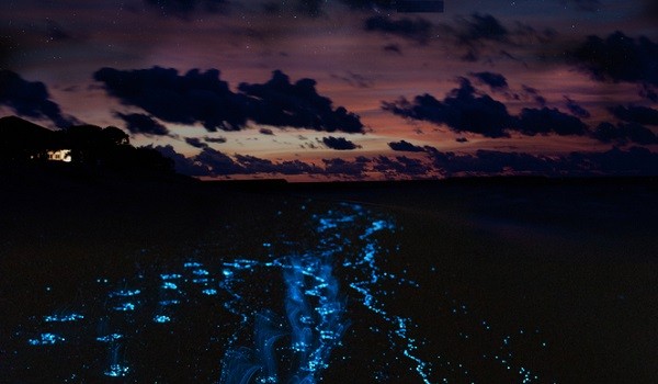 Derwent bioluminescente grazie Noctiluca