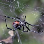 7 ragni più velenosi mondo