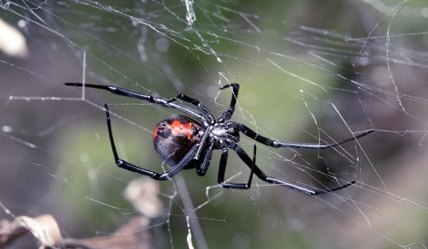 7 ragni più velenosi mondo
