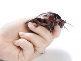 7 insetti spaventosi mondo