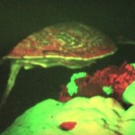 scoperta tartaruga fluorescente