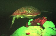 scoperta tartaruga fluorescente