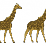 giraffe-specie