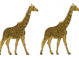 giraffe-specie