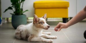 Come scegliere la migliore farmacia veterinaria online