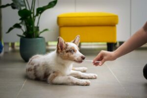 Come scegliere la migliore farmacia veterinaria online
