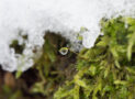 L’Antartide si sta trasformando, arriva il verde