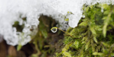 L’Antartide si sta trasformando, arriva il verde